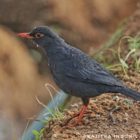 Turdus simillimus Jerdon, 1839